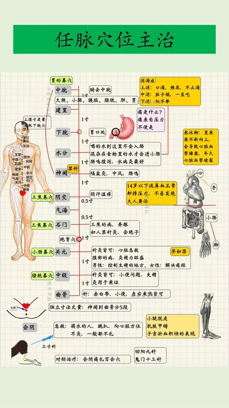 任脉督脉，深入了解任脉督脉的功效与作用