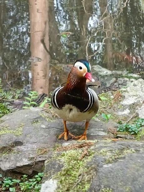 鸯组词组两个词，鸯座是什么？你知道吗？